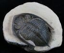 Bumpy Zlichovaspis Trilobite - Great Eye Facets #3758-3